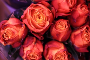 Dark orange red roses. Beautiful macro close-up rose bouquet from Holland auction Alsmeer.