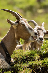 Mountain Goats with horns and cowbell - Italy