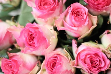 Pink and white roses. Beautiful macro close-up rose bouquet from Holland auction Alsmeer.