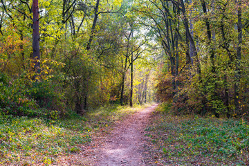 Obraz premium In the forest of Saint Germain en Laye, near Paris, France