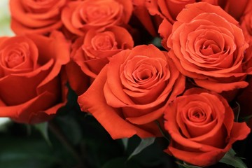 Obraz premium Romantic red and pink roses. Beautiful macro close-up rose bouquet from Holland auction Alsmeer.