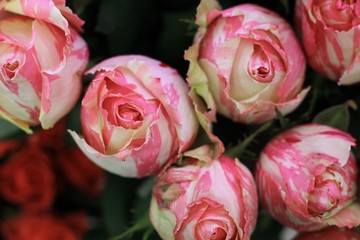 Pink and white roses. Beautiful macro close-up rose bouquet from Holland auction Alsmeer.