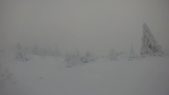 Snow covered pine trees in foggy weather time lapse, Brocken mountain
