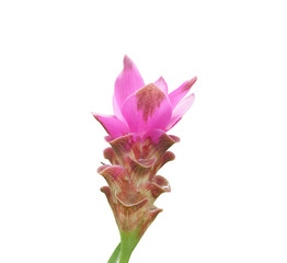 Beautiful Pink Siam Tulip isolated on white background with clipping path.