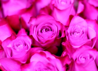 Pink roses. Beautiful macro close-up rose bouquet from Holland auction Alsmeer.