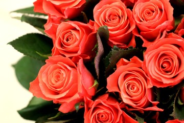 Romantic red and pink roses. Beautiful macro close-up rose bouquet from Holland auction Alsmeer.