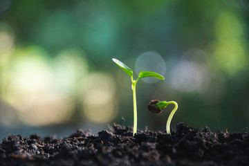 Close up of green and small plant. Green fresh plants on nature background.