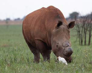 Obraz premium White rhino grazing with cattle egret