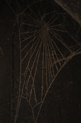 Spiderweb