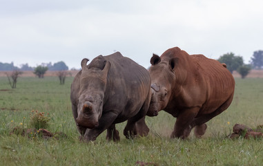 Two white rhino in courtship chase