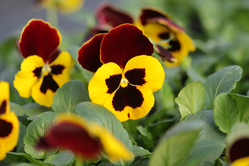 Pansy flowers