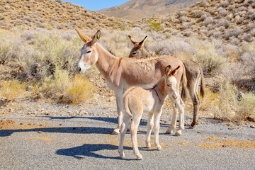 Burro family in Death Valley National Park, California, USA