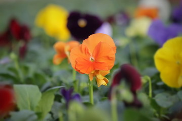 Pansy flowers