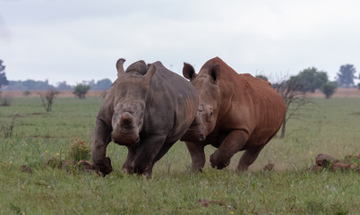 Running white rhinos