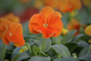 Fototapeta premium Pansy flower