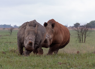 Male white rhino chasing a female