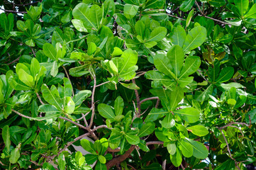 Green foliage of a tropical tree in Thailand.