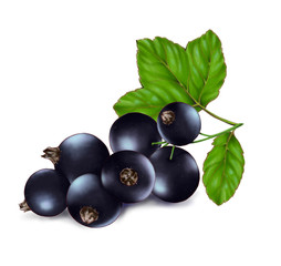 Hand drawn watercolor illustration of the food: ripe tasty black currant branch, isolated on the white background