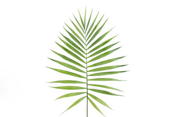 Tropical leaf in on white background. Flat laying, top view
