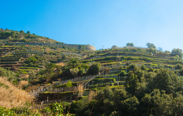 Hilly terracing for agriculture with many wooden supports for growing vegetables