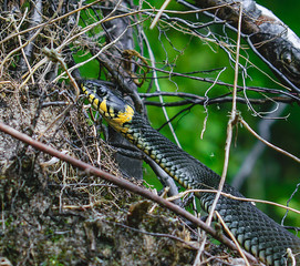 green snake in the grass