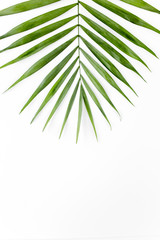 Tropical leaf in on white background. Flat laying, top view