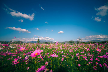 Pink Cosmos Flower