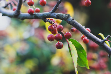 Closeup of autumn single rowan tree branch with red berries and green leaves with blurred place for...