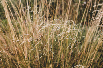 Close up background of beige autumn grass stems with seeds. Mess of long standing brown and yellow culms. Warm colors windy stalks picture with focused twig and blurred back