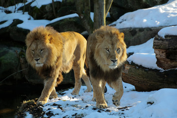 Löwe (Panthera leo) Männchen
