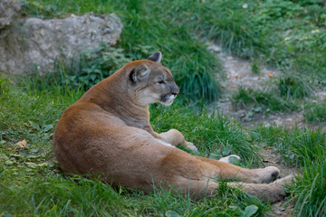 Puma (Puma concolor) , Silberlöwe oder Berglöwe