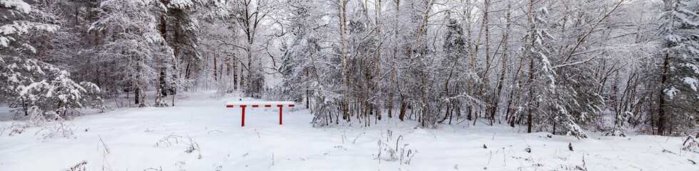 Beautiful  forest after a snowfall.