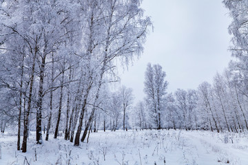 Beautiful birch forest after a snowfall.