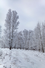 Beautiful birch forest after a snowfall.
