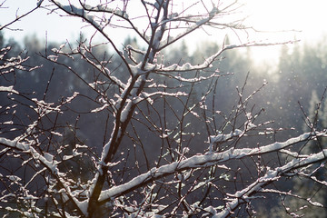 tree branches covered in snow in sun rays