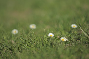G&auml;nsebl&uuml;mchen