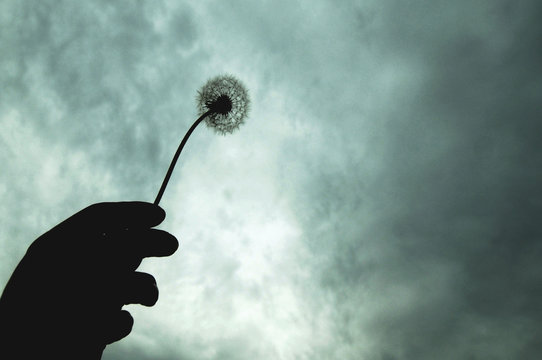Hand is holding dandalion towards the sky