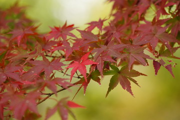 万博記念公園　汎庵・万里庵の紅葉