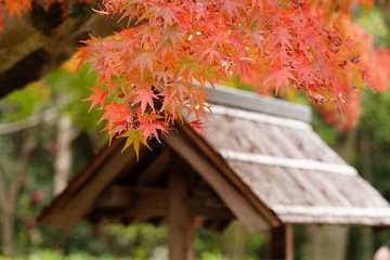 万博記念公園　汎庵・万里庵の紅葉