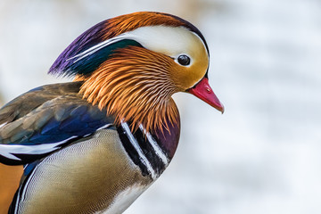 Portrait of a Mandarin duck on a lake
