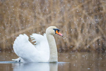 White Mute swan in the snow on a lake in winter