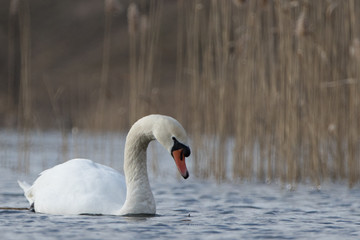 Naklejka na ściany i meble Mute swan on a lake in winter