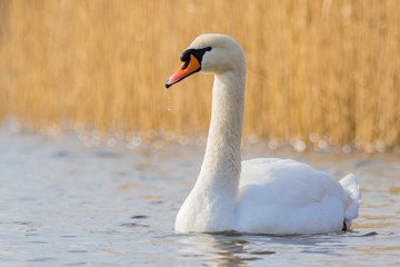 Mute swan on a lake in winter