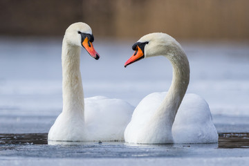 Mute swan couple on a lake in winter