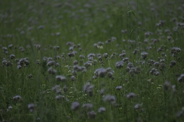 cornflowerfield