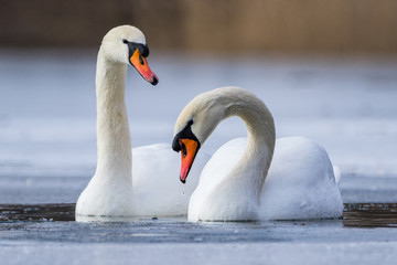 Fototapeta na wymiar Mute swan couple on a lake in winter