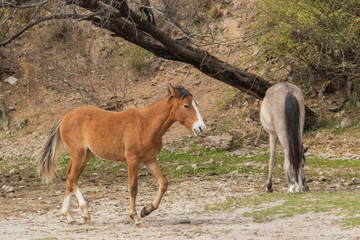 Naklejka na ściany i meble Wild Horses on the Salt River Arizona