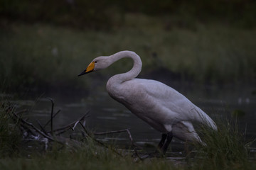 Whooper swan at a pond