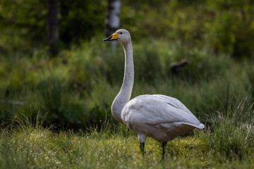 Fototapeta premium Whooper swan at a pond