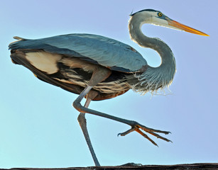 Detailed close up from lower angle of great blue heron with lifted leg showing sharp claws, beautiful underbody feathers, ruffled neck, glowing orange beak, and bright yellow eye against blue sky. - obrazy, fototapety, plakaty